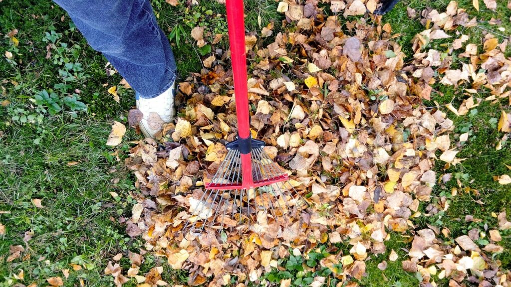 raking, fall, autumn, rake, leaf, garden, season, cleaning, foliage, yard, work, gardening, grass, seasonal, lawn, tool, backyard, pile, heap, yellow, green, october, remove, cleanup, tree, outdoor, orange, nature, leaves, job, november, day, gather, removal, raking, raking, raking, raking, raking, rake, october, cleanup, cleanup, cleanup, cleanup, cleanup, job